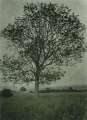 Tree near Thurstonland